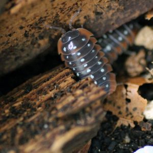 Armadillidium klugii "Montenegro"