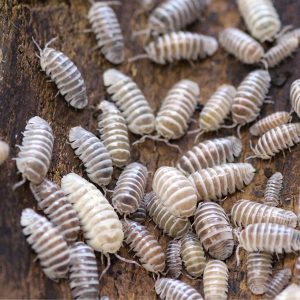 Armadillidium maculatum "Champagne"