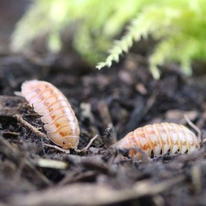 Armadillidium nasatum "Peach"