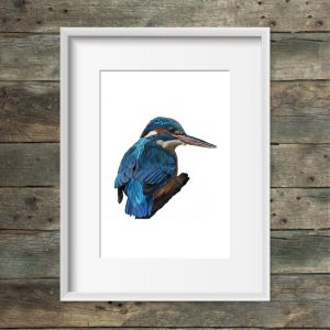 Kunstdruck Eisvogel
