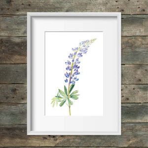 Kunstdruck blaue Lupine