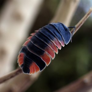 Merulanella spec. "Lava"