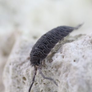 Porcellio echinatus