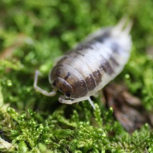Porcellio laevis "Milkback"