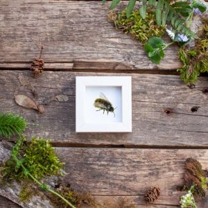 Minibild Wildbiene